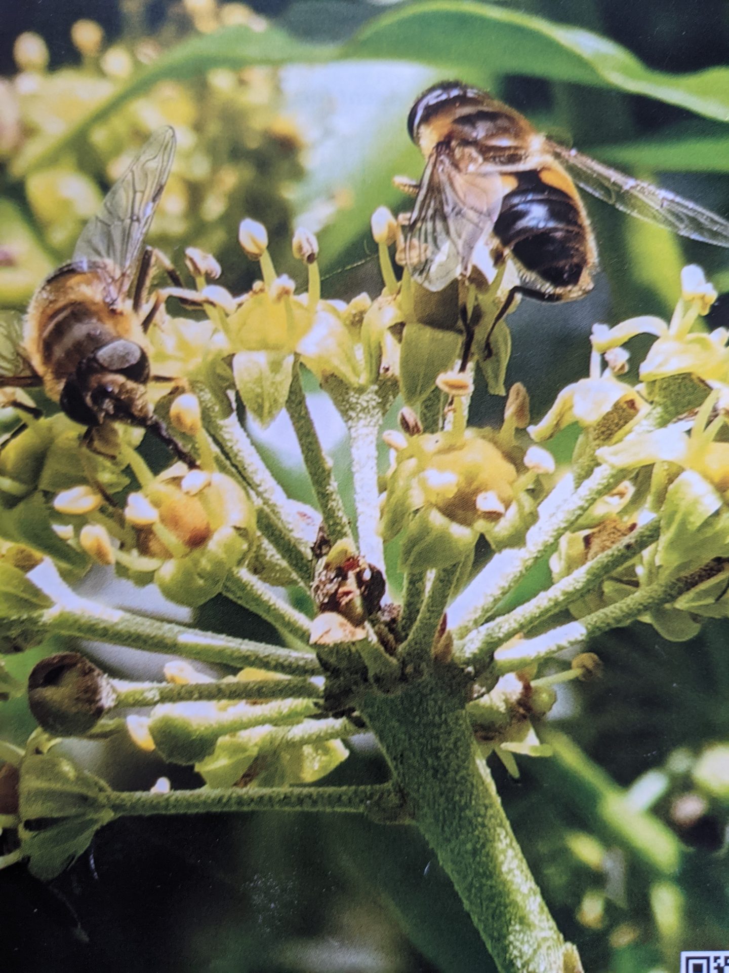 Bees on Ivy